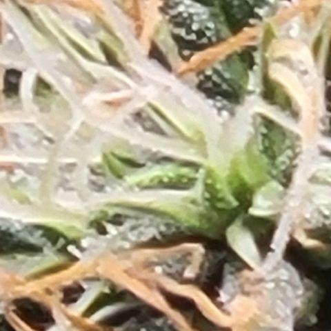 Chocolate mints og auto growlog timeline photo