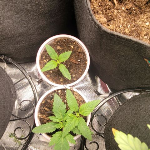GREAT UNKNOWN  growlog photo: They loved the fox farm grow Big 