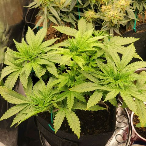 Shango church growlog photo: She's plumping up lol