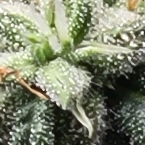 Chocolate mints og auto growlog timeline photo