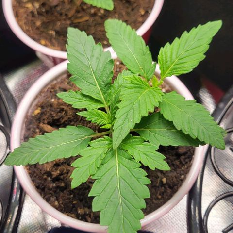 GREAT UNKNOWN  growlog photo: They loved the fox farm grow Big 