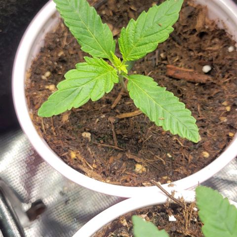 GREAT UNKNOWN  growlog photo: They loved the fox farm grow Big 
