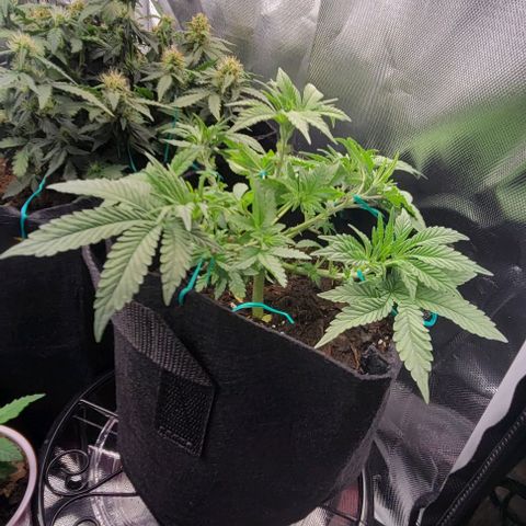 Shango church growlog photo: She's plumping up lol
