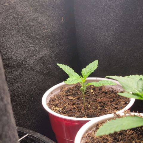 GREAT UNKNOWN  growlog photo: They loved the fox farm grow Big 