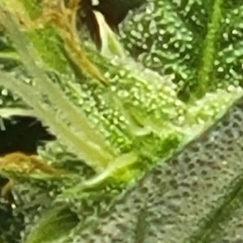 Chocolate mints og auto growlog timeline photo