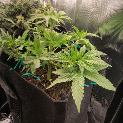 Shango church growlog photo: She's plumping up lol