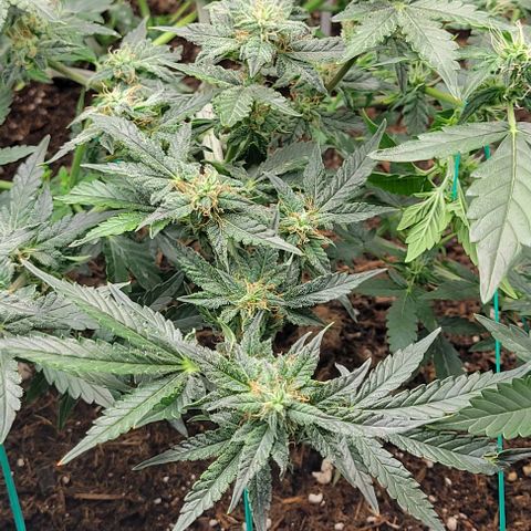 Chocolate mints og auto growlog timeline photo