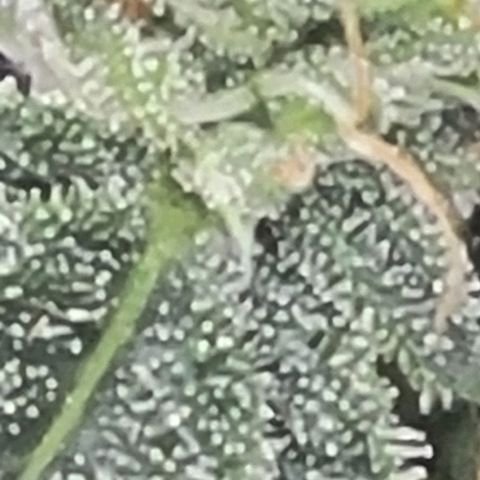 Chocolate mints og auto growlog timeline photo