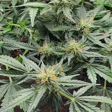 Chocolate mints og auto growlog timeline photo