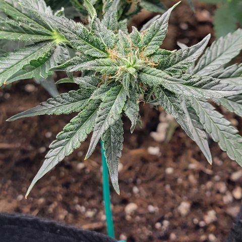 Chocolate mints og auto growlog timeline photo