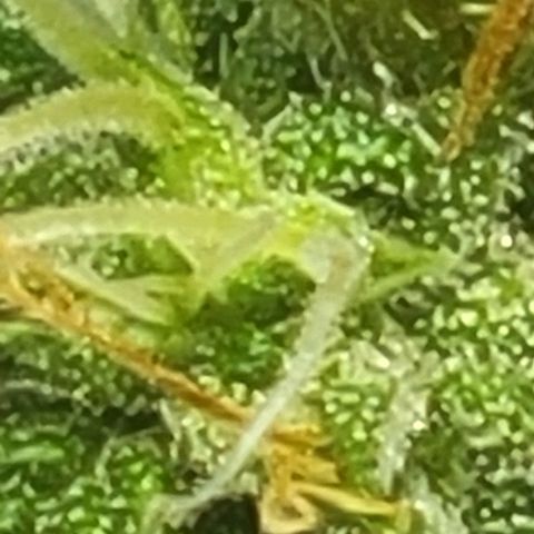 Chocolate mints og auto growlog timeline photo