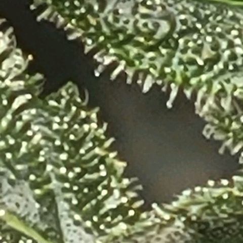 Chocolate mints og auto growlog timeline photo
