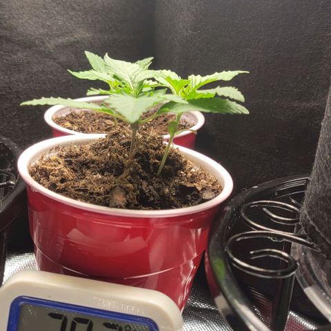 GREAT UNKNOWN  growlog photo: They loved the fox farm grow Big 