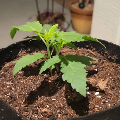 GREAT UNKNOWN  growlog photo: These girls are getting so big they moved out lol 😆 first day outdoors