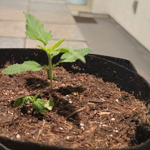 GREAT UNKNOWN  growlog photo: These girls are getting so big they moved out lol 😆 first day outdoors