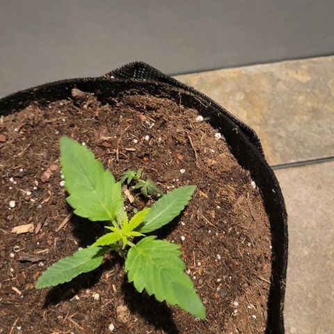 GREAT UNKNOWN  growlog photo: These girls are getting so big they moved out lol 😆 first day outdoors
