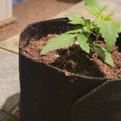 GREAT UNKNOWN  growlog photo: These girls are getting so big they moved out lol 😆 first day outdoors