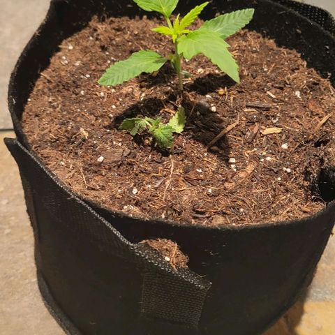GREAT UNKNOWN  growlog photo: These girls are getting so big they moved out lol 😆 first day outdoors
