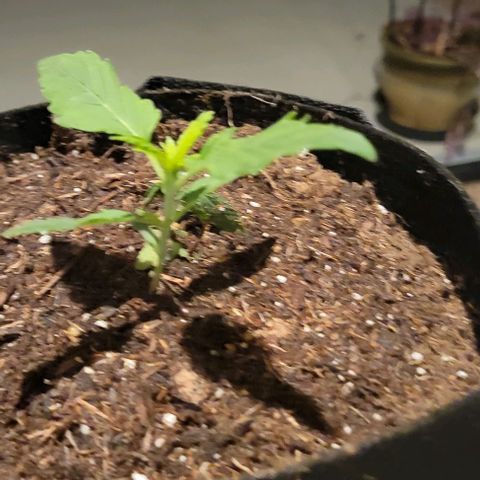 GREAT UNKNOWN  growlog photo: These girls are getting so big they moved out lol 😆 first day outdoors