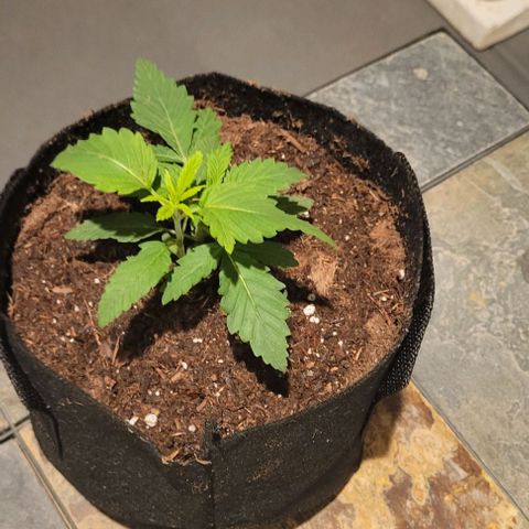 GREAT UNKNOWN  growlog photo: These girls are getting so big they moved out lol 😆 first day outdoors