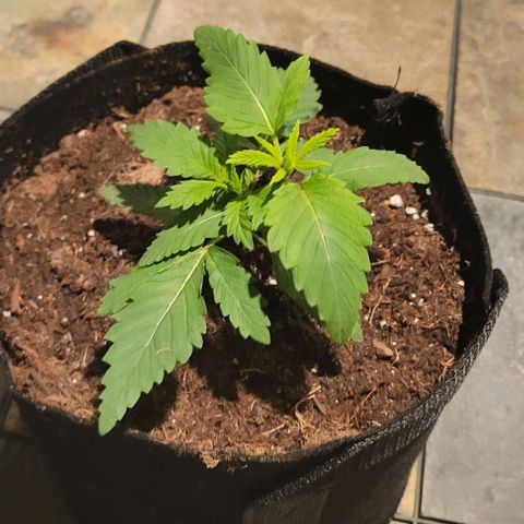 GREAT UNKNOWN  growlog photo: These girls are getting so big they moved out lol 😆 first day outdoors