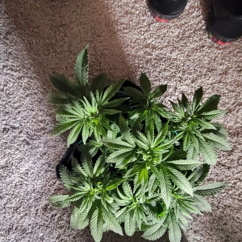 Shango church growlog photo: Bussssssshhhhhhhhhhhyyyyyy