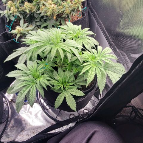 Shango church growlog photo: Bussssssshhhhhhhhhhhyyyyyy