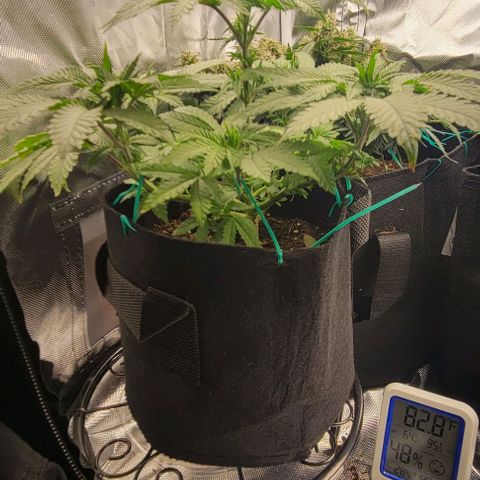 Shango church growlog photo: Bussssssshhhhhhhhhhhyyyyyy