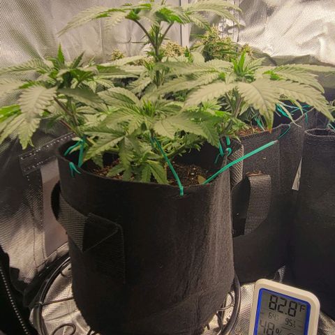 Shango church growlog photo: Bussssssshhhhhhhhhhhyyyyyy