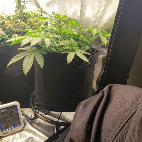 Shango church growlog photo: Bussssssshhhhhhhhhhhyyyyyy