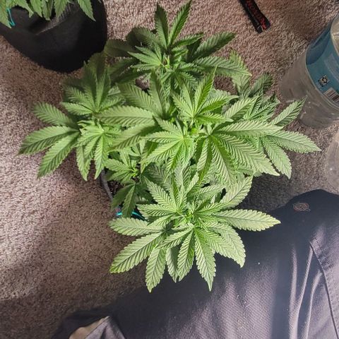 Shango church growlog timeline photo