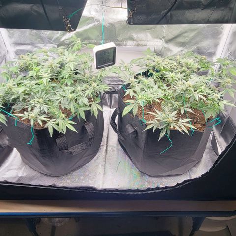Chocolate mints og auto growlog photo: Lita and lope