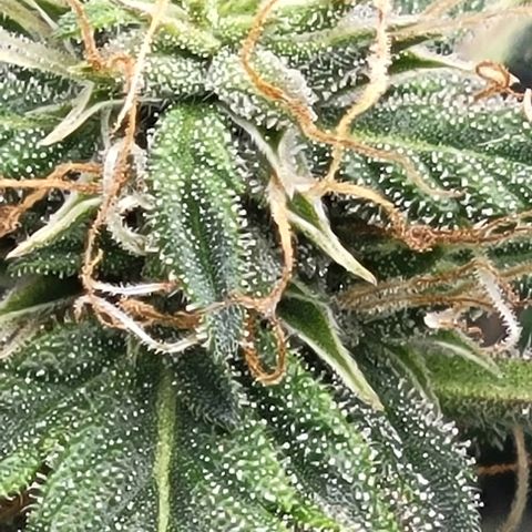 Chocolate mints og auto growlog photo: Lita and lope