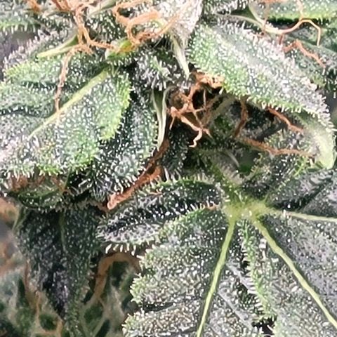 Chocolate mints og auto growlog photo: Lita and lope