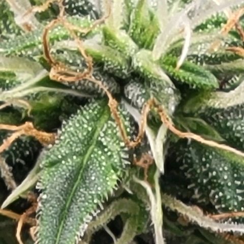 Chocolate mints og auto growlog photo: Lita and lope