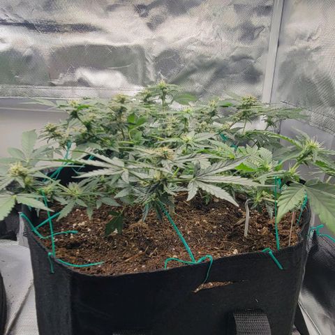 Chocolate mints og auto growlog photo: Lita and lope