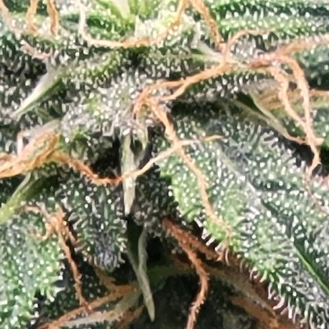 Chocolate mints og auto growlog photo: Lita and lope