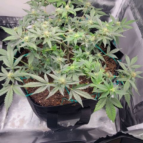 Chocolate mints og auto growlog photo: Lita and lope