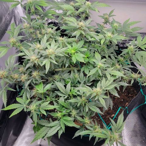 Chocolate mints og auto growlog photo: Lita and lope