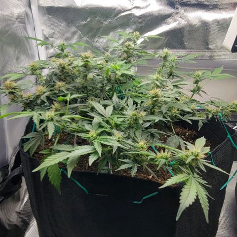 Chocolate mints og auto growlog photo: Lita and lope