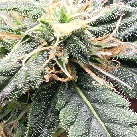 Chocolate mints og auto growlog photo: Lita and lope