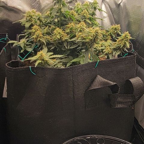 Chocolate mints og auto growlog photo: Doro