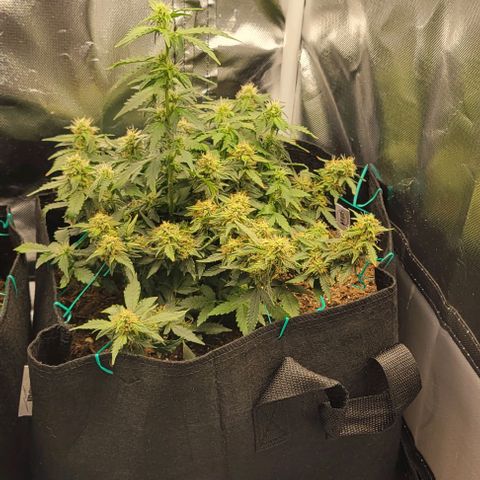 Chocolate mints og auto growlog photo: Doro