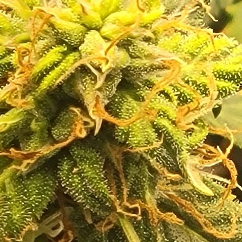 Chocolate mints og auto growlog photo: Doro