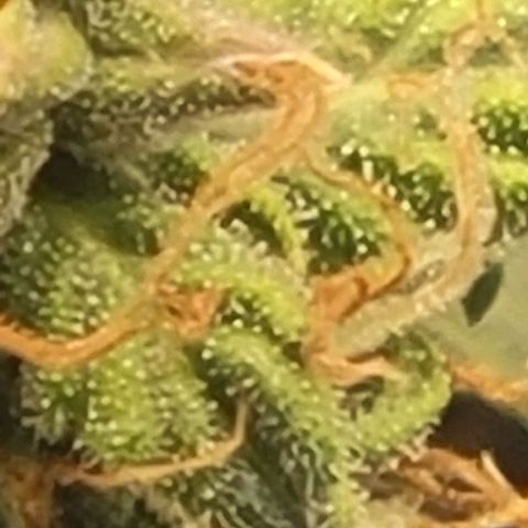 Chocolate mints og auto growlog photo: Doro