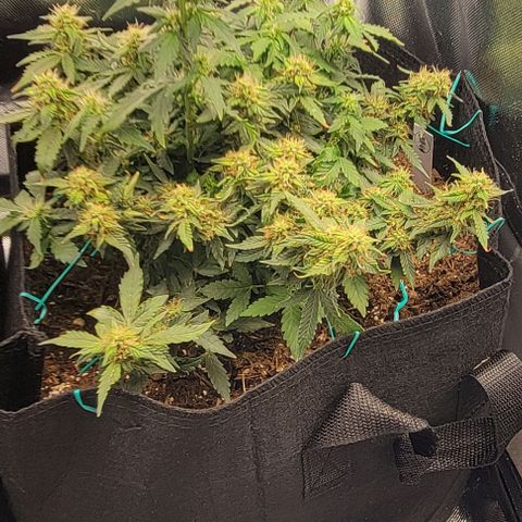 Chocolate mints og auto growlog photo: Doro