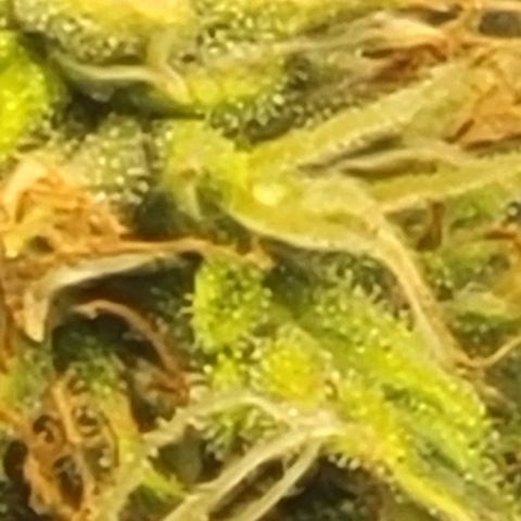 Chocolate mints og auto growlog photo: Doro