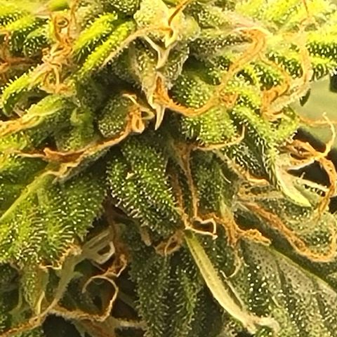 Chocolate mints og auto growlog photo: Doro