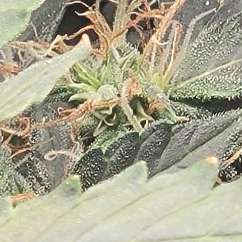 Chocolate mints og auto growlog photo: Doro