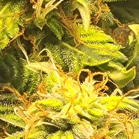 Chocolate mints og auto growlog photo: Doro